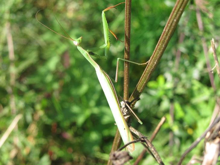 Maschi di Mantis religiosa